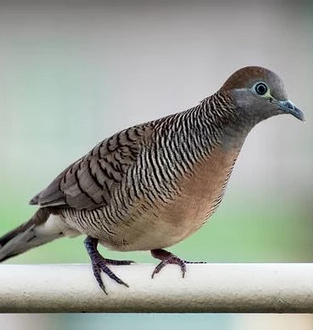 Burung Perkutut Jawa