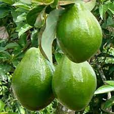 buah alpukat